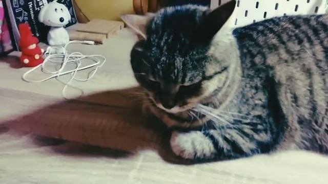 Как приручить кошку?? #Котики #Приручение