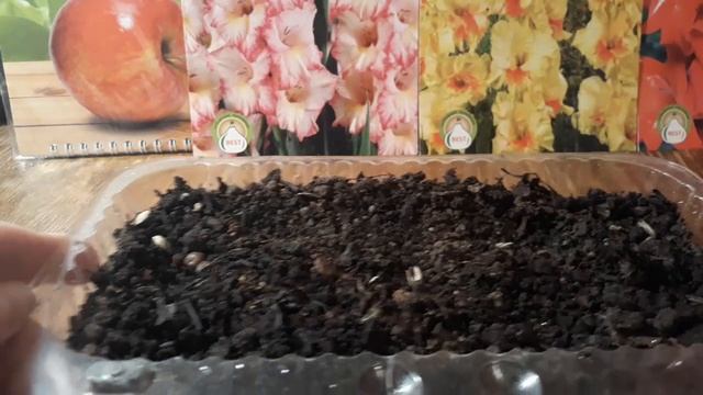 Почему я не полю морковь? Огород без сорняков! смотреть онлайн