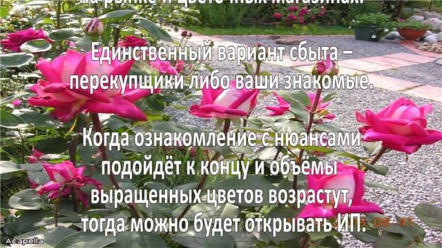 Выращивание роз. Как выращивать розы? смотреть онлайн