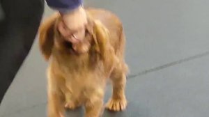 Кавалер Кинг Чарльз Спаниель. Алькапоне 4 месяца.