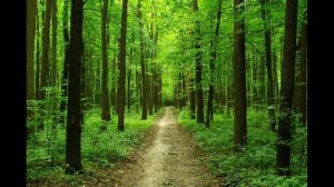 А по лесу я иду())))