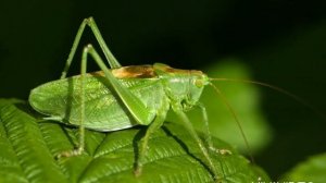 Звук кузнечика Какой звук издает кузнечик? Как стрекочет кузнечик? | Grasshopper, sound grasshopper