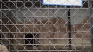 Содержание медведей .