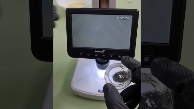 Рассматриваю под микроскопом различные предметы.