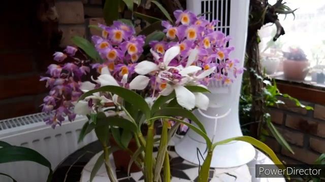 Цветение орхидеи Дендробиум в домашних условиях. Dendrobium amabile. Обзор орхидей. смотреть онлайн