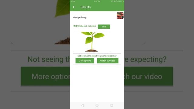 PlantSnap identifies a New zealand christmas tree (Metrosideros excelsa)