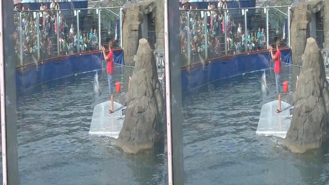 Дельфинарий в  московском зоопарке в 3D sbs стереопара