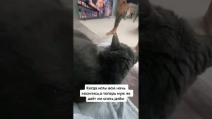 Война против котов