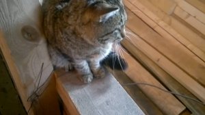 Выживание от Мити-'Белгорода' [2021-02-19] Суп с котом и пироги с котятами - как удавить кота ниткой
