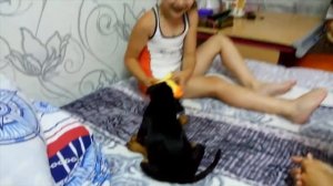 Мой питомец: Цвергпинчер