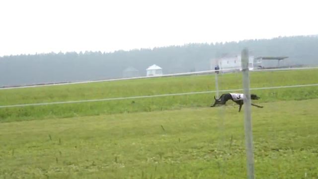 CACIL racing 23.07.2016. Уральский беговой клуб. Ит. левретки. смотреть онлайн