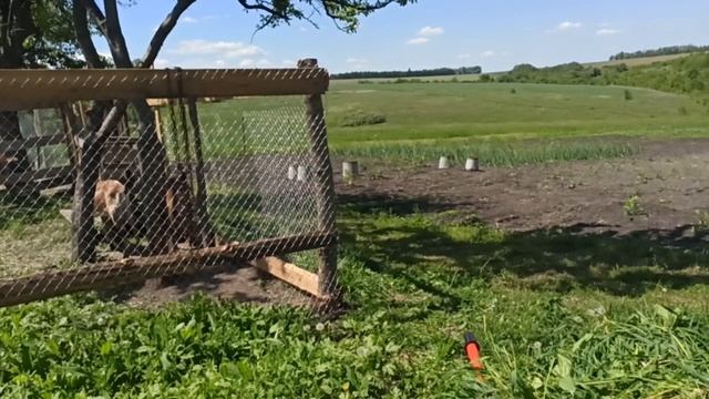 Результат лечения вымени, ушла коза , травим мух .#лечимвымякозе #отмухвсарае смотреть онлайн