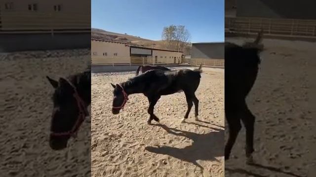 Новый владелец жеребца Селигер, Нурсултан,   г. Шымкент, Түлкібас Ауданы