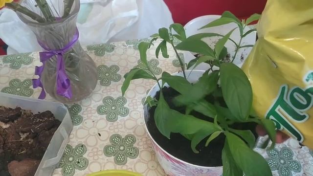 пахистахис посадка кустом