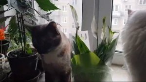 Леся и Сёма - Цветочек "Женское счастье"