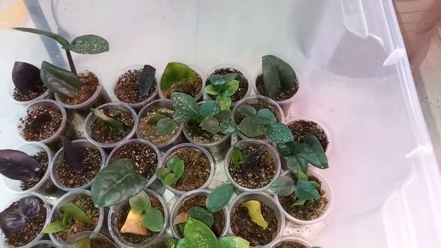 Почему не растет Замиокулькас, НЕ СОВЕРШАЙТЕ ЭТИХ ОШИБОК! смотреть онлайн