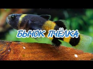 БЫЧОК ПЧЁЛКА. СОДЕРЖАНИЕ И РАЗВЕДЕНИЕ В АКВАРИУМЕ.