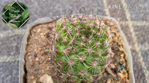 Cactus Plant Mammillaria Sphaerica