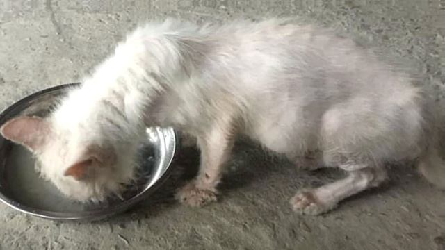 Она не побоялась взять с улицы больную кошку! И посмотрите в кого она превратилась! смотреть онлайн