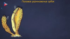 7 класс - Биология - Многоклеточные животные. Тип губки. Среда обитания, образ жизни. Особенности