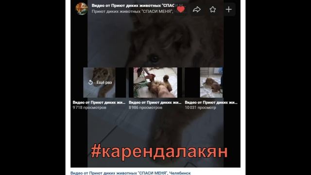 Просили видео: "Дуся принесла сосиску львенку Симба", СМОТРИТЕ! #симбаживи смотреть онлайн