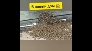 Пчёлы идут в новый дом #5 #shorts
