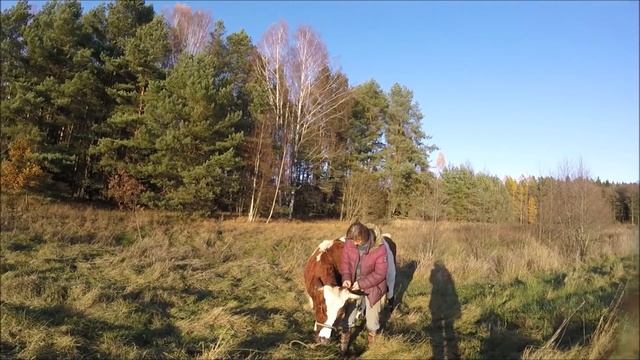 Еще раз про содержание коров // Жизнь на хуторе смотреть онлайн