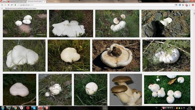 Белый степной гриб смотреть онлайн