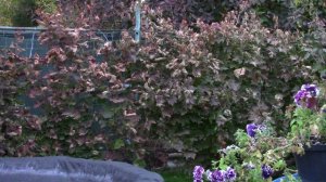 Виноград. Что делать в октябре?