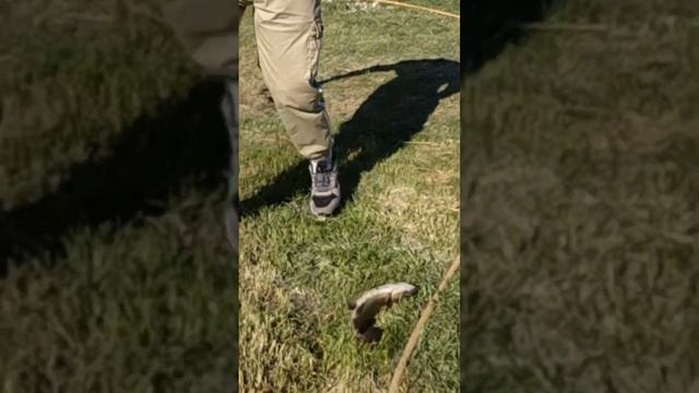 Где порыбачить во время нереста - #Рыбалка #Форель смотреть онлайн