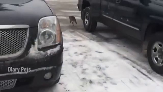 смешные котики🤣🤣💥 смотреть онлайн