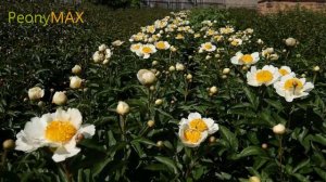 Piwonia Claire de Lune