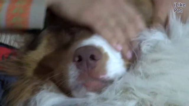 Австралийская овчарка_Аусси на ilikepet смотреть онлайн