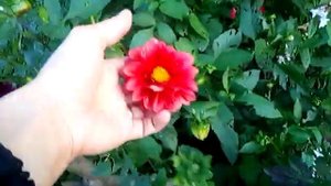 астры и георгины