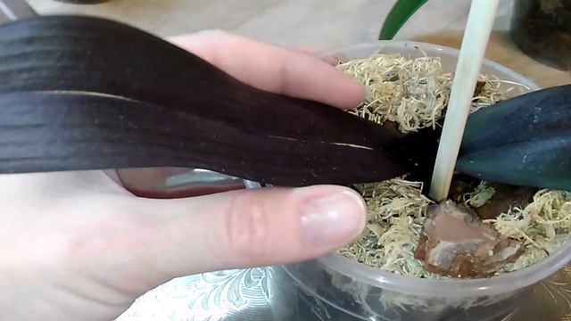 РЕАНИМАЦИЯ ОРХИДЕИ С ОДНИМ КОРНЕМ. НАРАЩИВАЕМ КОРНИ ОРХИДЕЯМ В КОРЕ.