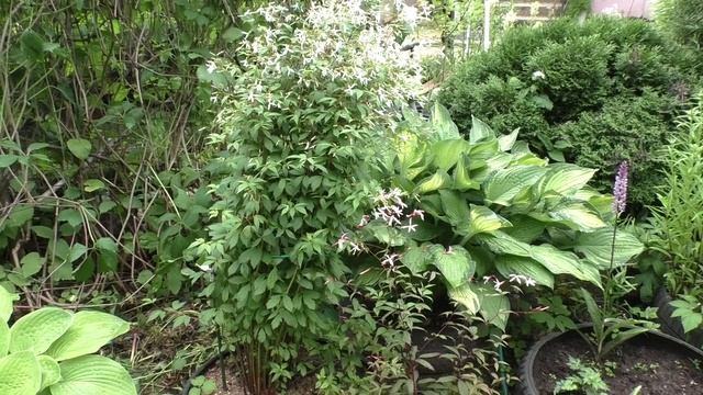 Мой сад - Гилления смотреть онлайн