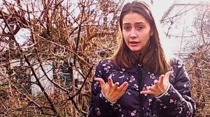 Зачем купируют уши собакам?