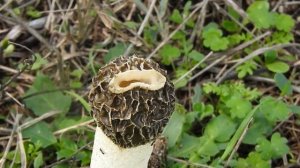 Phallus impudicus, known colloquially as the common stinkhorn