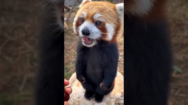 The Cutest Red Panda Ever - Sweet Adorable Precious Red Panda