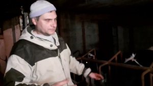 Откорм бычков ? Рацион кормления телят и быков