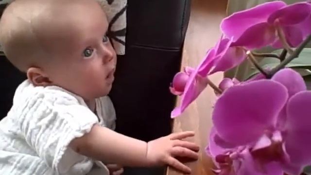 Boy and phaleonopsis смотреть онлайн