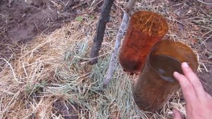 Хурма россиянка 2х- летняя!правильная посадка (часть 2)