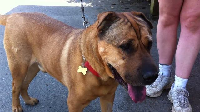 TnT Sharpei Rescue Buddha's first day at kennel July 12 2012 смотреть онлайн