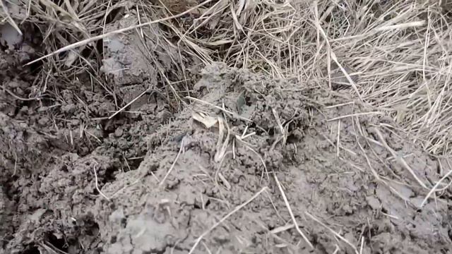 №25 Ох как я орал, #Катькин #полуполтинник!!!/ Oh, how I yelled, #Katkin # half a ruble !!! смотреть онлайн