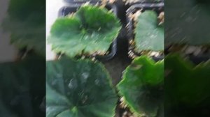 Бегония элатиор БОРИАС, ставлю листочки на укоренение. Этап 1.