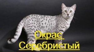 Египетская Мау.  Окрасы.