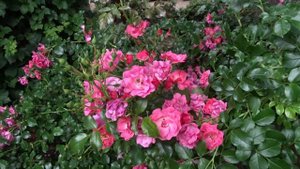 Rosa ´Heidetraum´