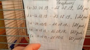 Певчие попугаи, разведение ч.5 вылупились птенцы.