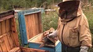 ОБЪЕДИНЕНИЕ ПЧЕЛИНЫХ СЕМЕЙ