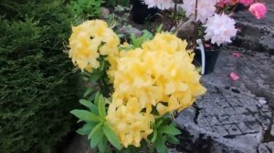 РОДОДЕНДРОНЫ ЛИСТОПАДНЫЕ-КЛОНДАЙК и АНЕККЕ --АЗАЛИИ-